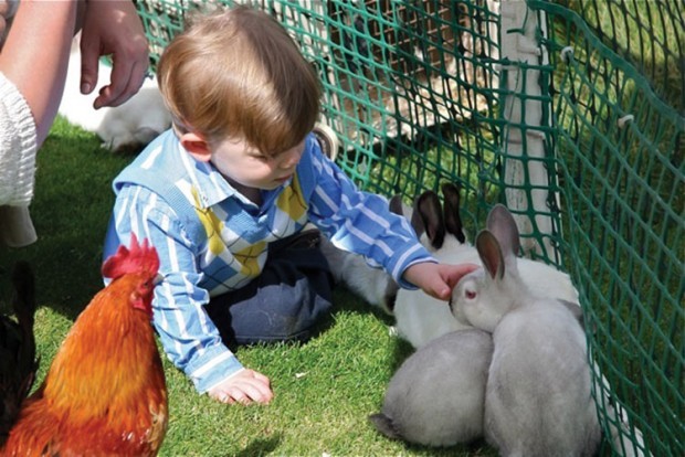 Petting zoo